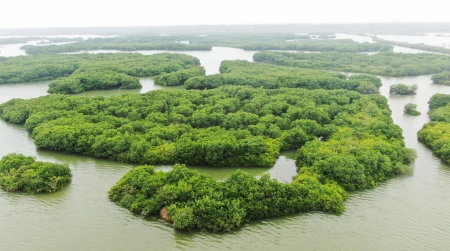 培育“海上森林” 打造亮丽生态名片，粤西粤东加大红树林保护修复